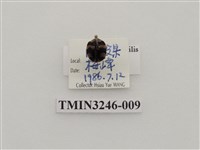 藏品(瓜茄瓢蟲)的圖片